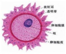 如何区分卵子的好坏？决定卵子质量的三个因素