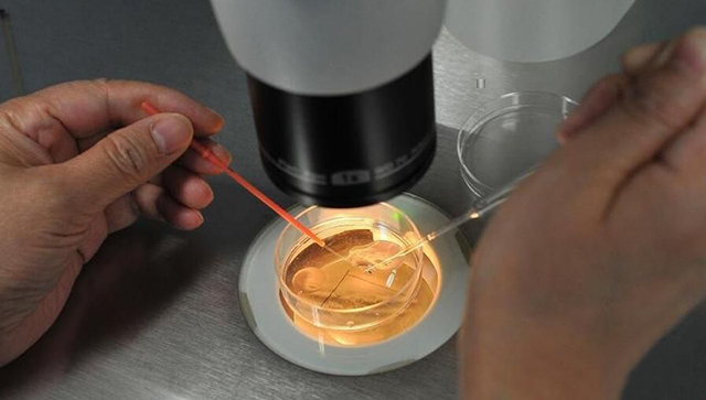 专家揭秘:要取多少颗卵才能成功生下一个孩子