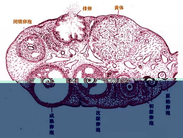 为什么不排卵:未破裂卵泡黄素化综合征